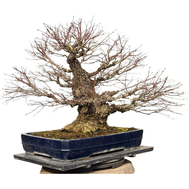 Acer palmatum Arakawa, 55 cm, ± 40 jaar oud, met een nebari van 30 cm