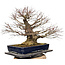 Acer palmatum Arakawa, 55 cm, ± 40 jaar oud, met een nebari van 30 cm