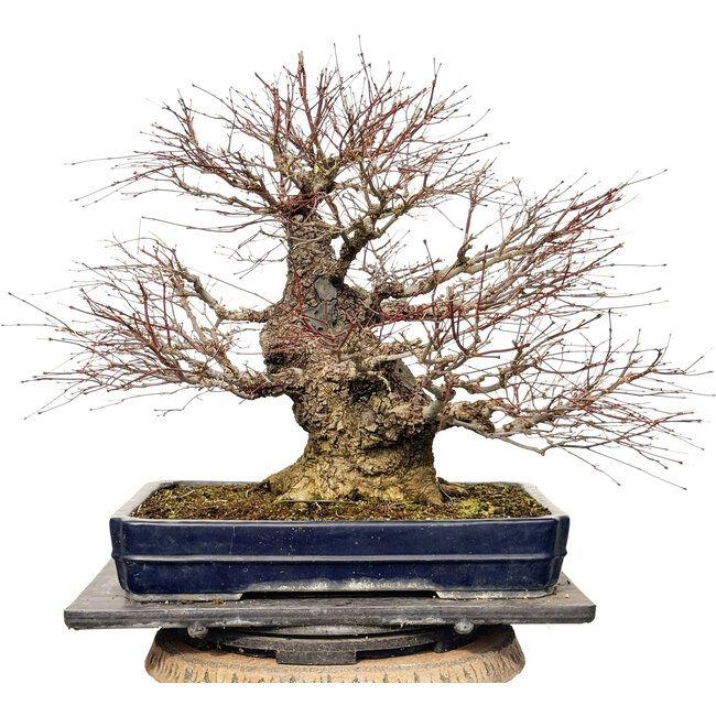 Acer palmatum Arakawa, 55 cm, ± 40 jaar oud, met een nebari van 30 cm
