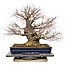Acer palmatum Arakawa, 55 cm, ± 40 jaar oud, met een nebari van 30 cm