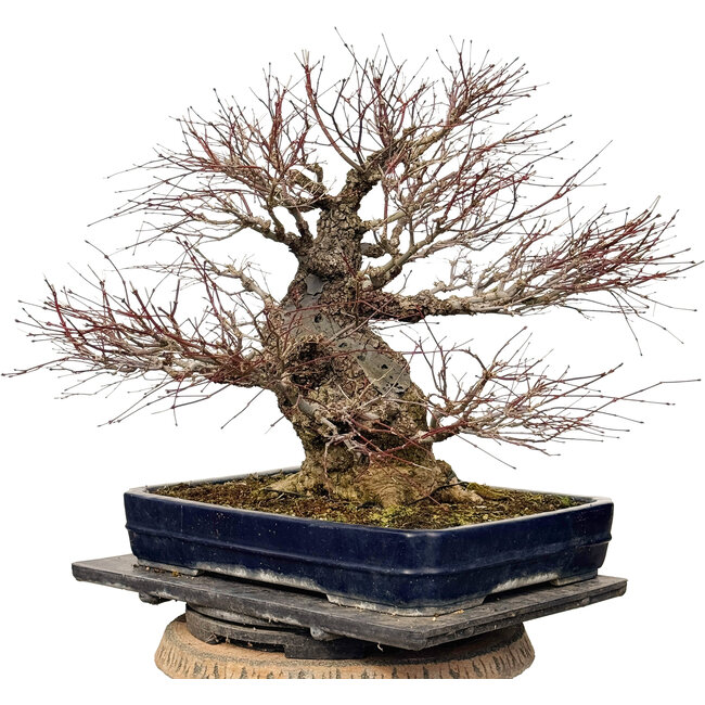 Acer palmatum Arakawa, 55 cm, ± 40 anni, con un nebari di 30 cm