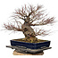 Acer palmatum Arakawa, 55 cm, ± 40 jaar oud, met een nebari van 30 cm