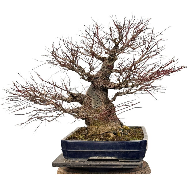 Acer palmatum Arakawa, 55 cm, ± 40 years old, with a nebari of 30 cm