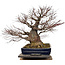 Acer palmatum Arakawa, 55 cm, ± 40 jaar oud, met een nebari van 30 cm