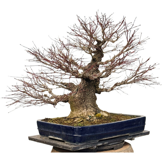 Acer palmatum Arakawa, 55 cm, ± 40 years old, with a nebari of 30 cm