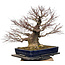 Acer palmatum Arakawa, 55 cm, ± 40 years old, with a nebari of 30 cm