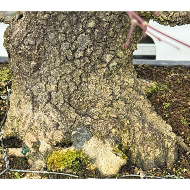 Acer palmatum Arakawa, 55 cm, ± 40 ans, avec un nebari de 30 cm