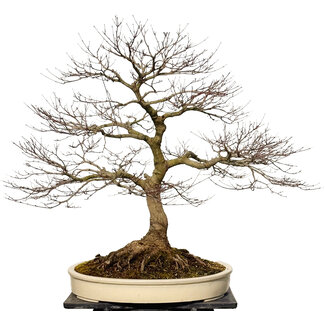 Acer palmatum, 90 cm, ± 30 jaar oud