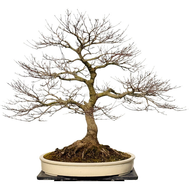 Acer palmatum, 90 cm, ± 30 jaar oud, met een nebari van 40 cm