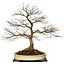Acer palmatum, 90 cm, ± 30 jaar oud, met een nebari van 40 cm