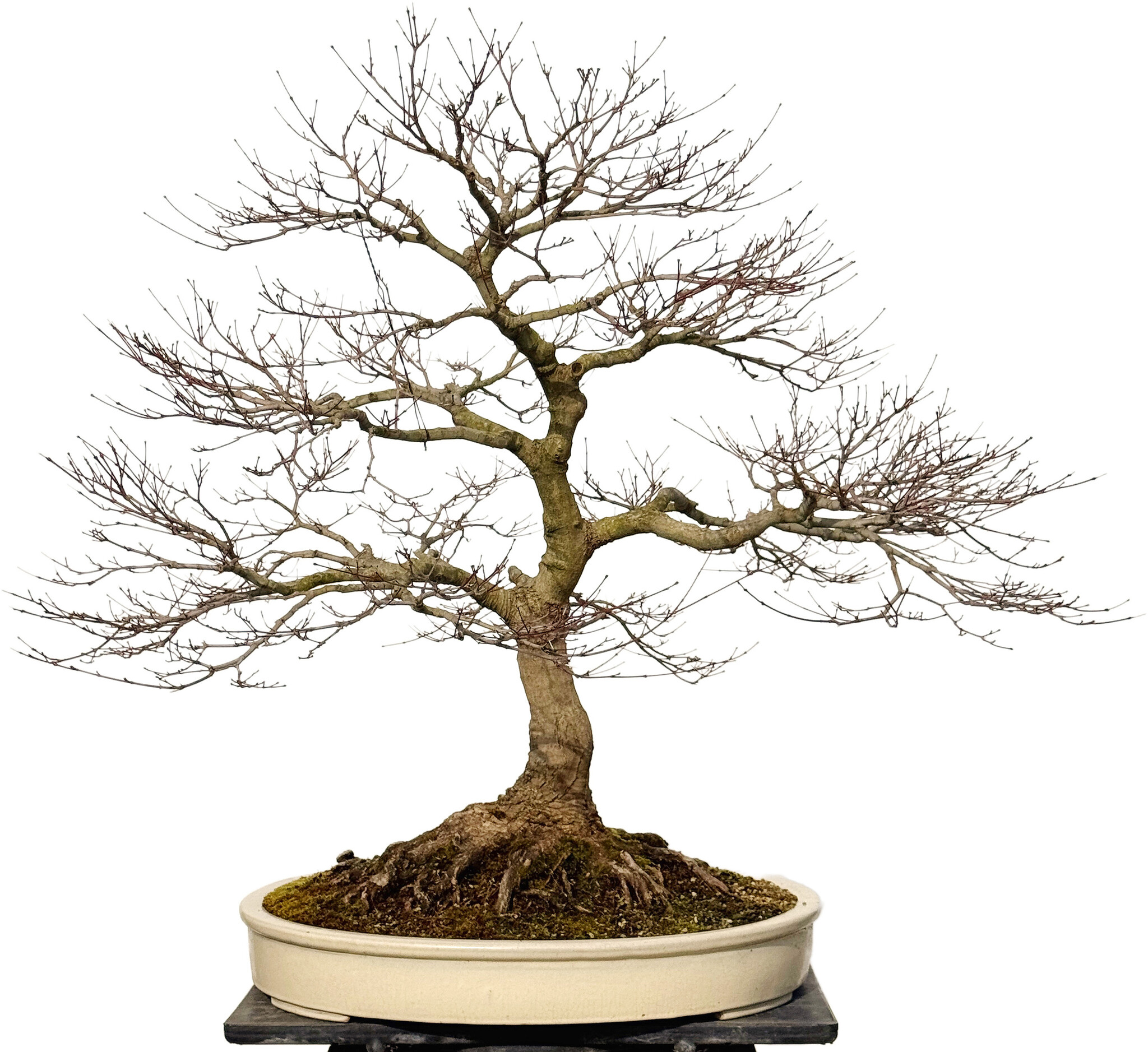 Acer palmatum, 90 cm,  30 years old, with a nebari of 40 cm - Bonsai Plaza