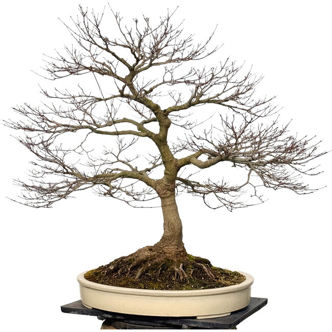 Acer palmatum, 90 cm, ± 30 years old, with a nebari of 40 cm