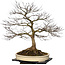 Acer palmatum, 90 cm, ± 30 jaar oud, met een nebari van 40 cm