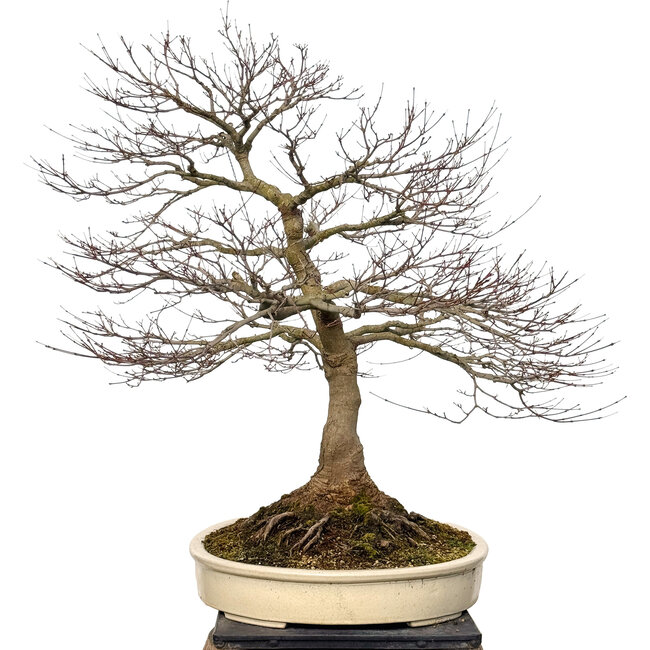 Acer palmatum, 90 cm, ± 30 ans, avec un nebari de 40 cm