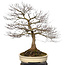 Acer palmatum, 90 cm, ± 30 anni, con un nebari di 40 cm