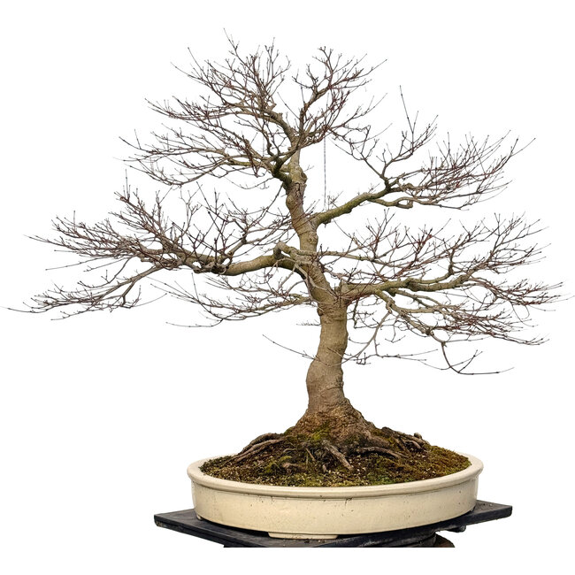 Acer palmatum, 90 cm, ± 30 anni, con un nebari di 40 cm
