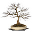 Acer palmatum, 90 cm, ± 30 jaar oud, met een nebari van 40 cm