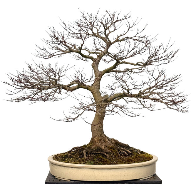 Acer palmatum, 90 cm, ± 30 ans, avec un nebari de 40 cm