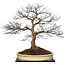 Acer palmatum, 90 cm, ± 30 jaar oud, met een nebari van 40 cm