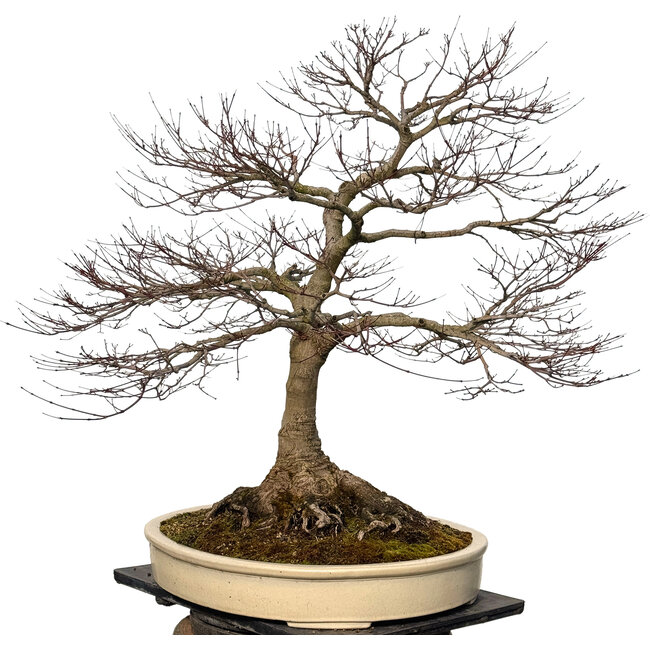 Acer palmatum, 90 cm, ± 30 anni, con un nebari di 40 cm
