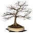 Acer palmatum, 90 cm, ± 30 jaar oud, met een nebari van 40 cm