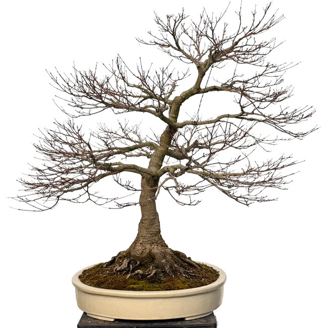 Acer palmatum, 90 cm, ± 30 ans, avec un nebari de 40 cm