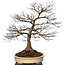 Acer palmatum, 90 cm, ± 30 jaar oud, met een nebari van 40 cm