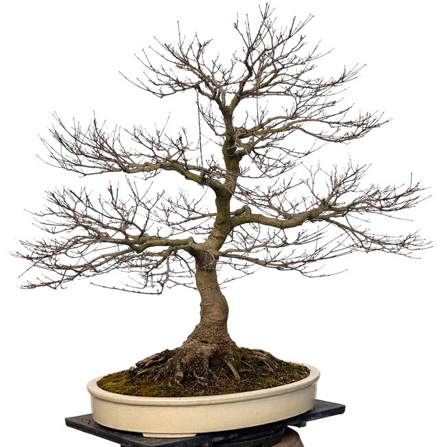 Acer palmatum, 90 cm, ± 30 years old, with a nebari of 40 cm
