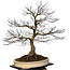 Acer palmatum, 90 cm, ± 30 jaar oud, met een nebari van 40 cm