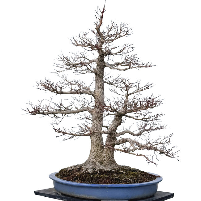 Acer palmatum, 85 cm, ± 40 jaar oud, met een nebari van 40 cm