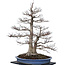 Acer palmatum, 85 cm, ± 40 jaar oud, met een nebari van 40 cm