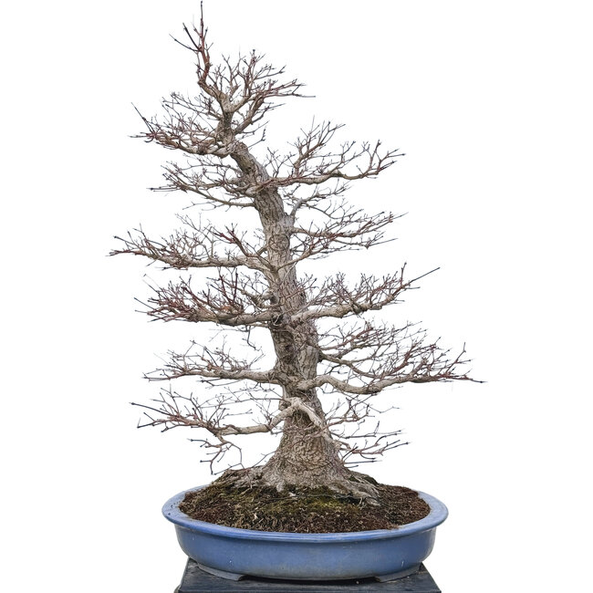 Acer palmatum, 85 cm, ± 40 anni, con un nebari di 40 cm