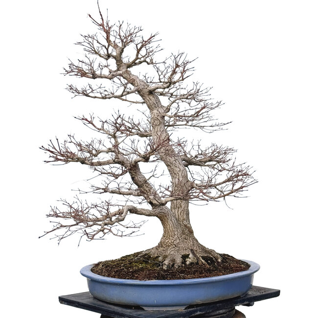Acer palmatum, 85 cm, ± 40 Jahre alt, mit einem Nebari von 40 cm