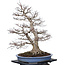 Acer palmatum, 85 cm, ± 40 jaar oud, met een nebari van 40 cm