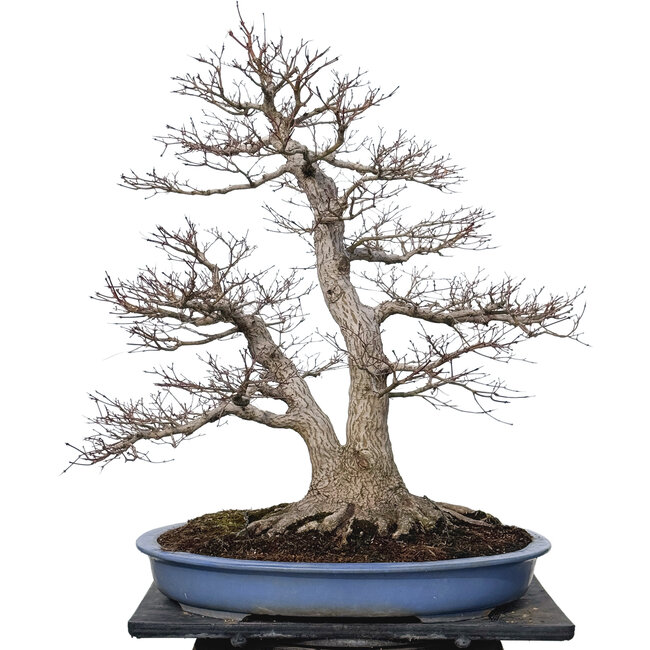 Acer palmatum, 85 cm, ± 40 años, con un nebari de 40 cm