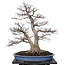 Acer palmatum, 85 cm, ± 40 jaar oud, met een nebari van 40 cm
