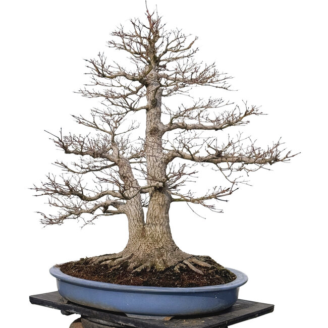 Acer palmatum, 85 cm, ± 40 ans, avec un nebari de 40 cm