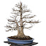 Acer palmatum, 85 cm, ± 40 jaar oud, met een nebari van 40 cm