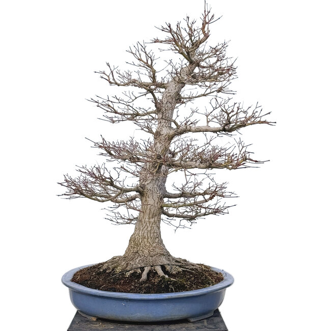 Acer palmatum, 85 cm, ± 40 años, con un nebari de 40 cm