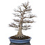 Acer palmatum, 85 cm, ± 40 anni, con un nebari di 40 cm