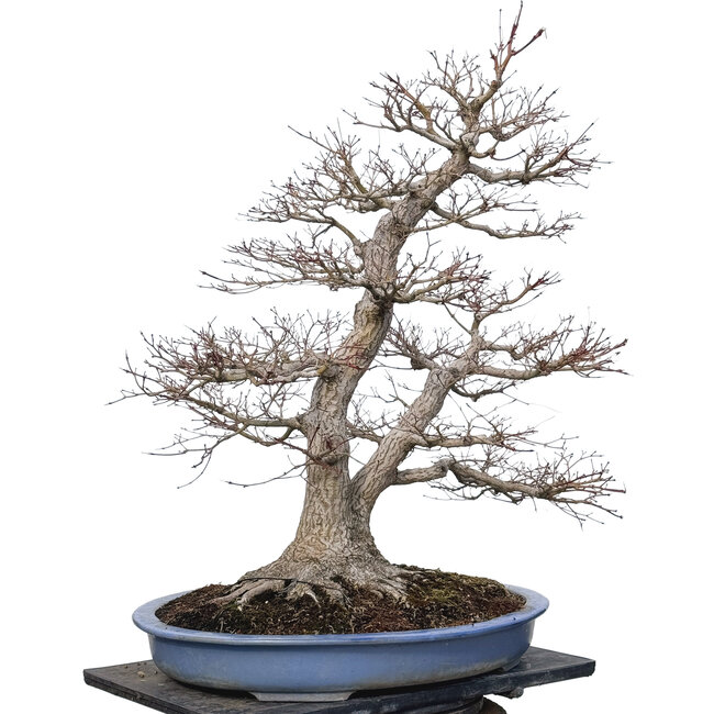 Acer palmatum, 85 cm, ± 40 ans, avec un nebari de 40 cm
