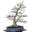 Acer palmatum, 85 cm, ± 40 jaar oud, met een nebari van 40 cm