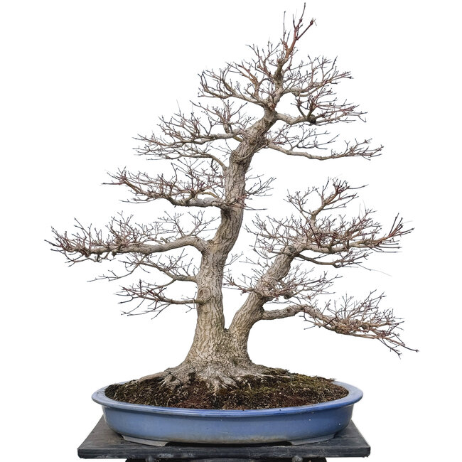 Acer palmatum, 85 cm, ± 40 jaar oud, met een nebari van 40 cm
