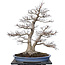 Acer palmatum, 85 cm, ± 40 jaar oud, met een nebari van 40 cm