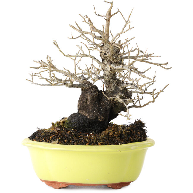 Diospyros kaki, 18 cm, ± 30 jaar oud, met een nebari van 7 cm