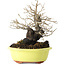Diospyros kaki, 18 cm, ± 30 jaar oud, met een nebari van 7 cm