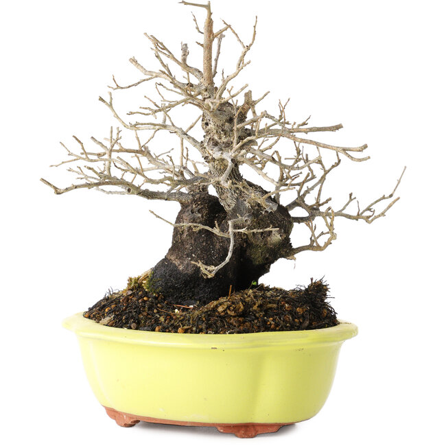 Diospyros kaki, 18 cm, ± 30 anni, con un nebari di 7 cm