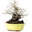Diospyros kaki, 18 cm, ± 30 ans, avec un nebari de 7 cm