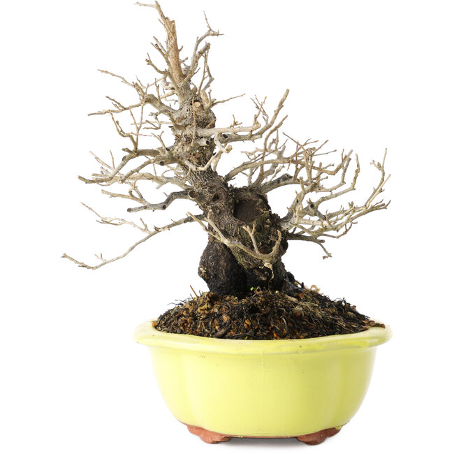 Diospyros kaki, 18 cm, ± 30 Jahre alt, mit einem Nebari von 7 cm