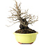 Diospyros kaki, 18 cm, ± 30 jaar oud, met een nebari van 7 cm